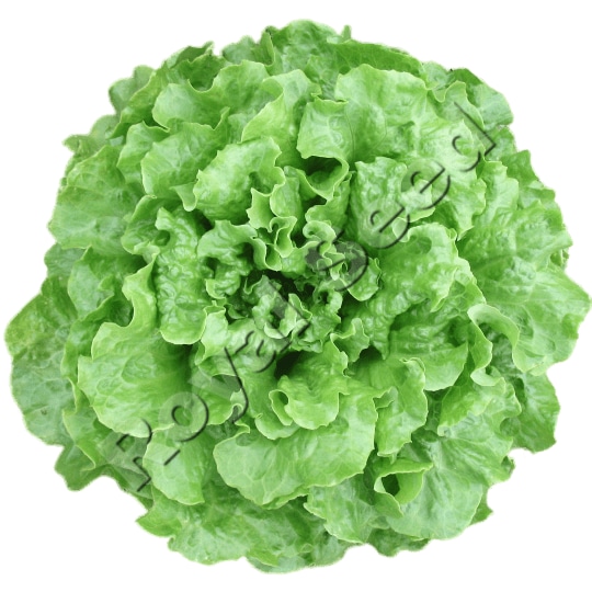 Caipira Lettuce variety from Royal Seed