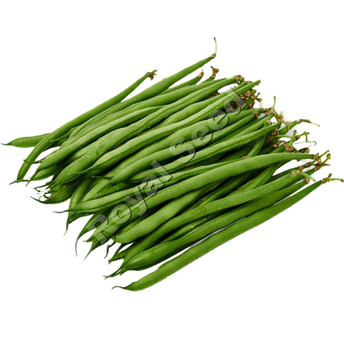 Serengti French Bean Variety from Royal Seed