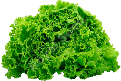 Michelagio Lettuce variety from Royal Seed