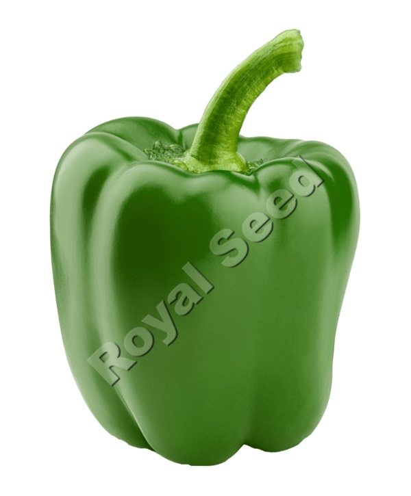 Maxibell Sweet pepper variety from Royal Seed