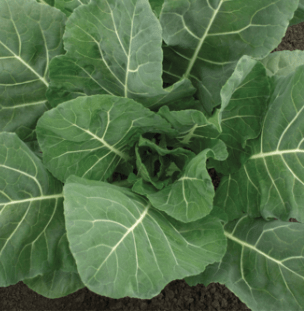 Royal Collards F1 leafy variety from Royal Seed