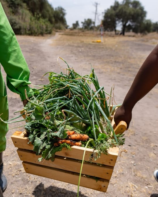 harvested produce from small world country club farm