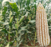 Maize RS 5101 variety from Royal Seed