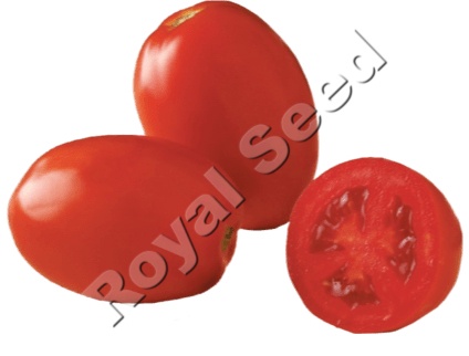 Cal J  tomato variety from Royal Seed