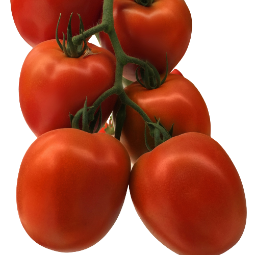 Royal 703 F1 tomato variety from Royal Seed