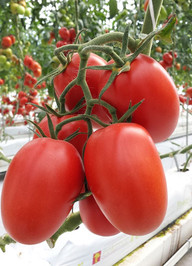 Royal 702 F1 tomato variety from Royal Seed