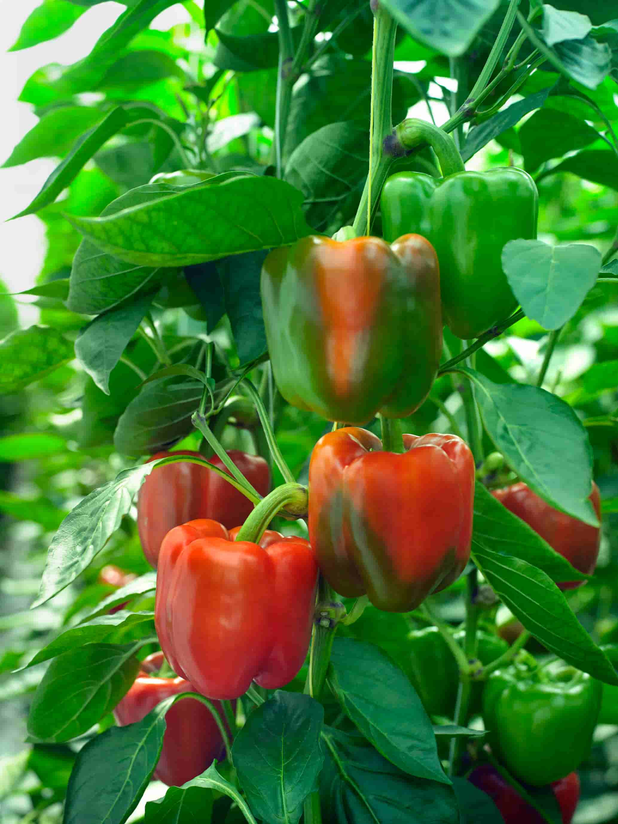 Balta F1 Sweet Pepper Variety from Royal Seed’s Latest Collection