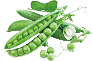 Italian wonder pea variety from Royal Seed