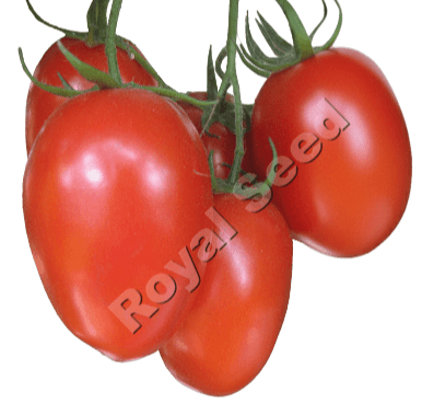 Terminator F1 semi-determinate hybrid tomato with Grey Leaf Spot resistance