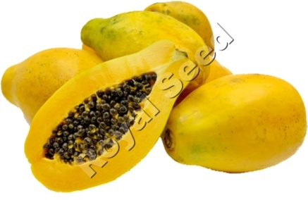 Santa F1 papaya variety from Royal Seed