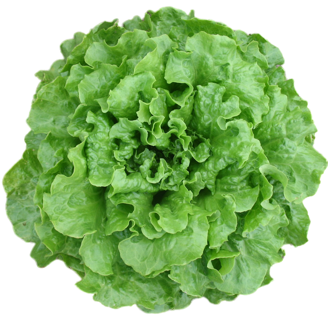 Caipira Lettuce Variety from Royal Seed’s Latest Range