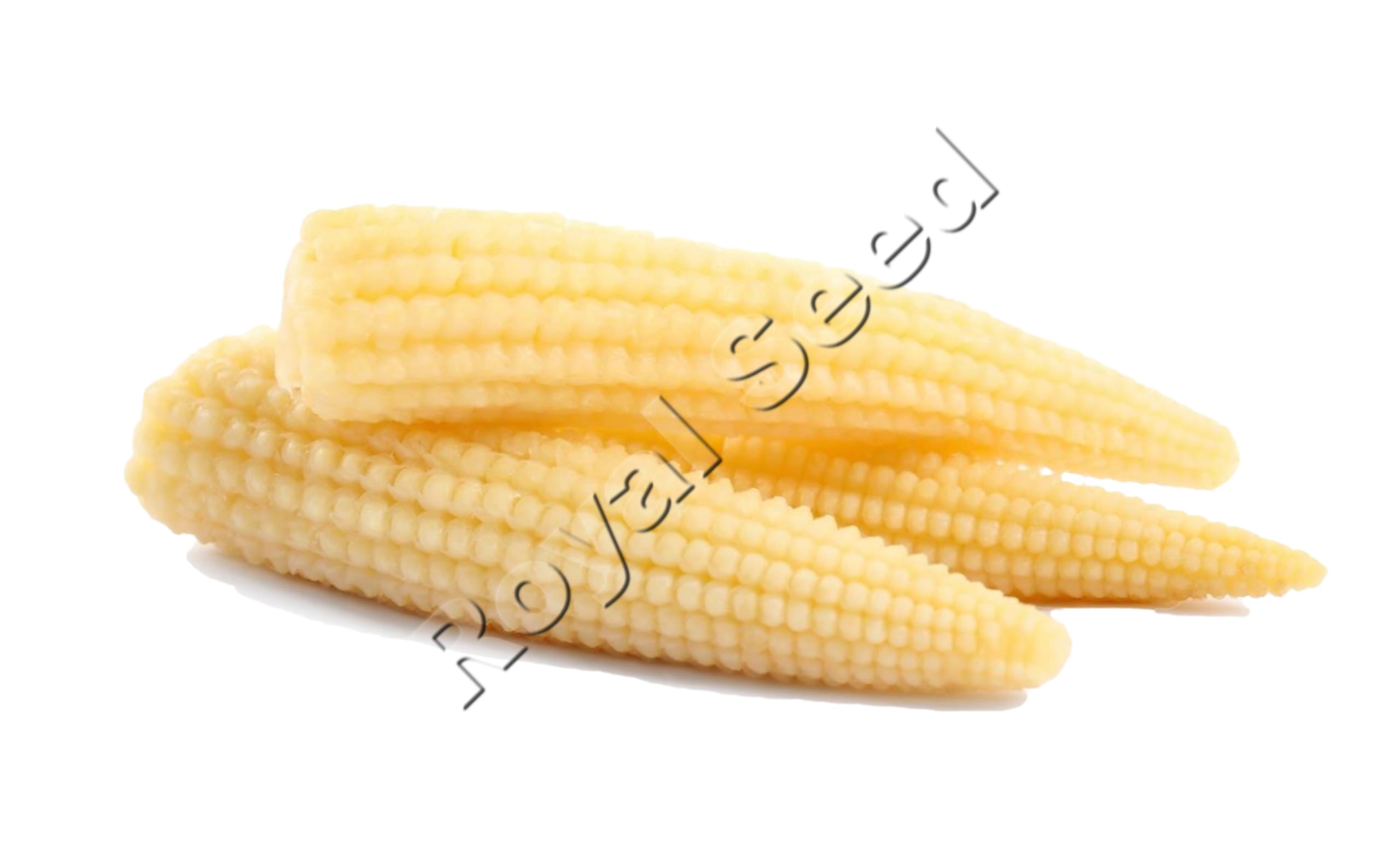 Pac 321 baby corn variety from Royal Seed Kenya