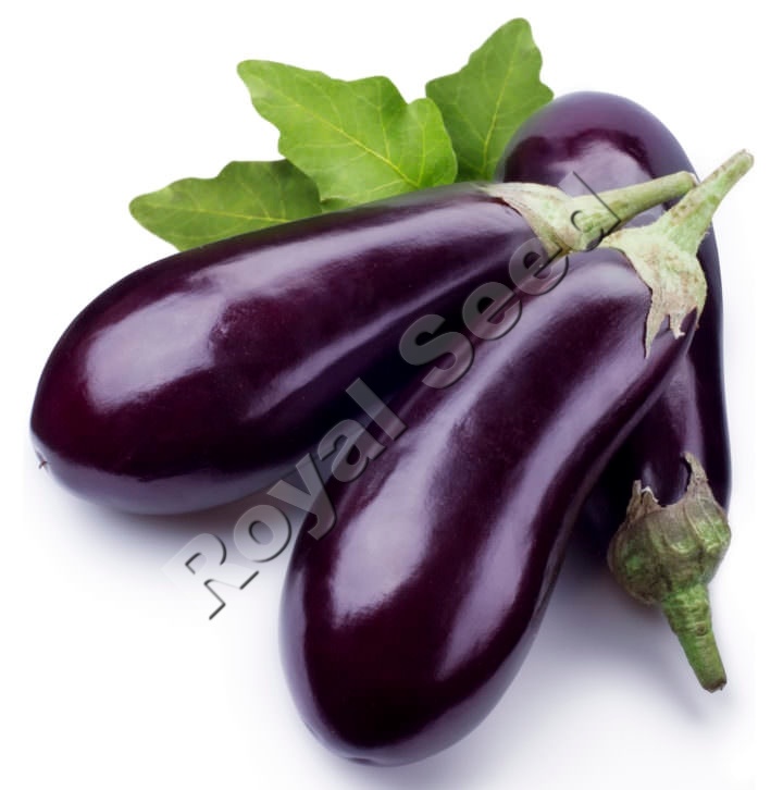 Long Purple Eggplant variety from Royal Seed