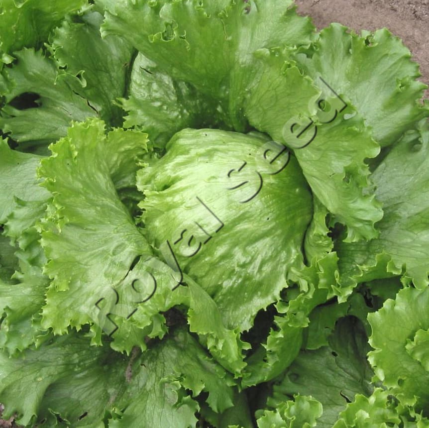 Great Lakes Lettuce variety from Royal Seed