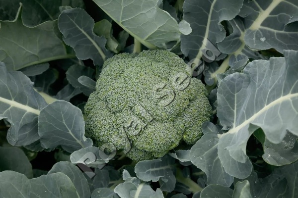 Broccoli Green Pia F1 hybrid with dark green dome-shaped heads and hollow core tolerance