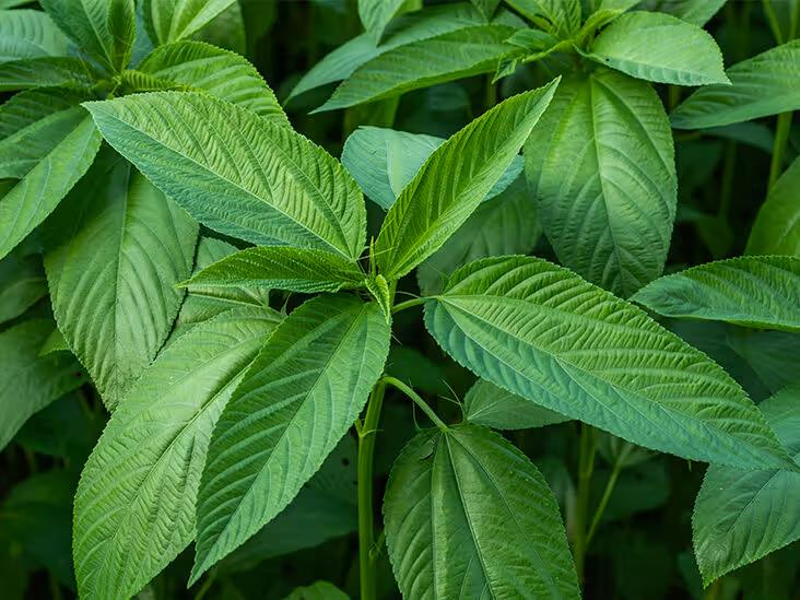 Mrendashade indigenous variety from Royal Seed