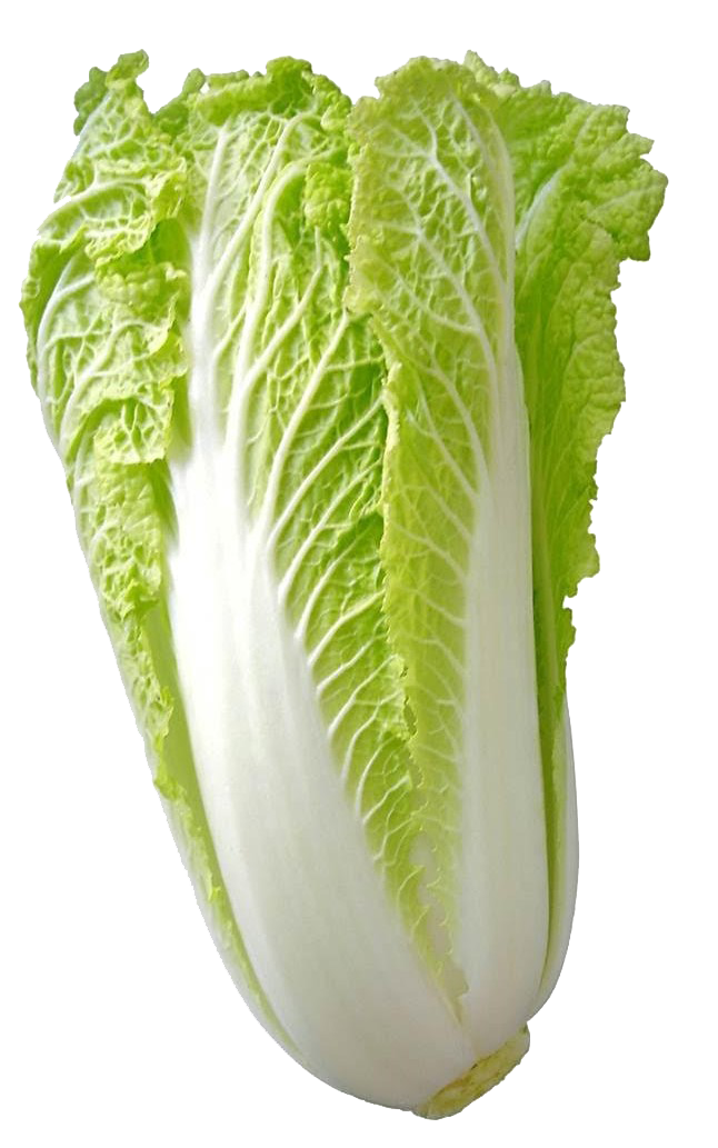 Chinese cabbage Michihili cabbage variety from Royal Seed