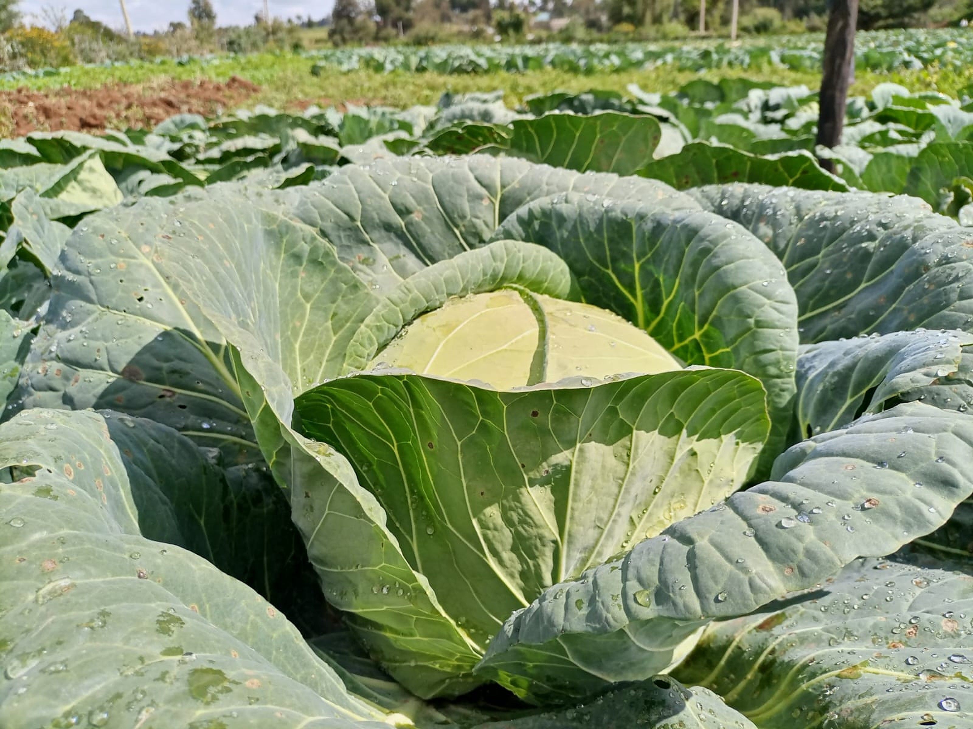 Fabiola F1 cabbage variety from Royal Seed