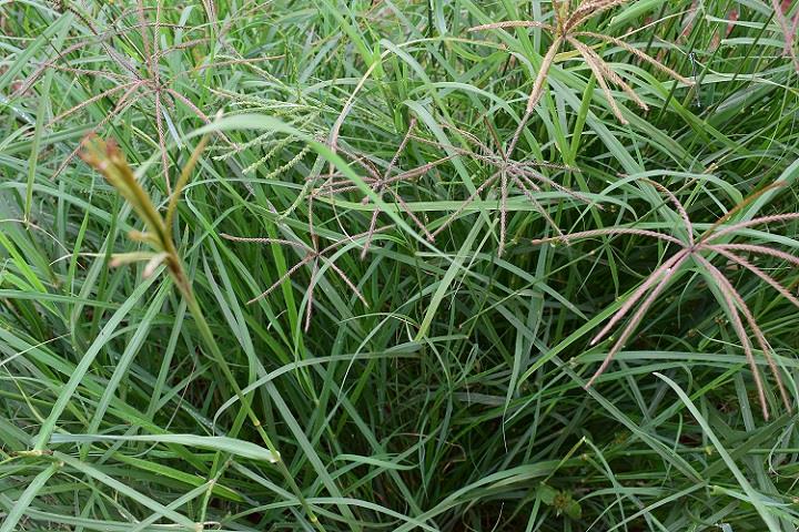 Rhodes grass variety from Royal Seed