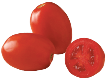 Cal J  tomato variety from Royal Seed