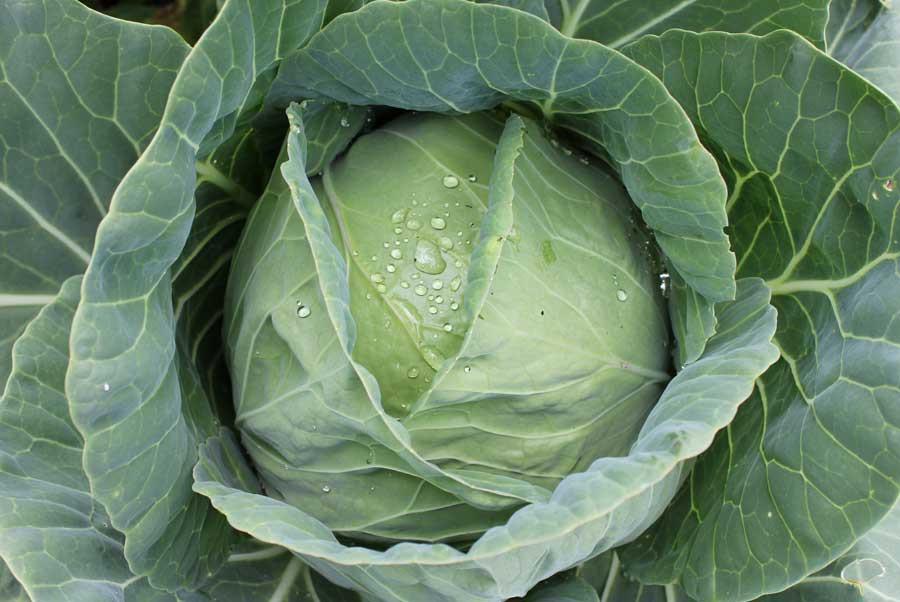 Copenhagen cabbage variety from Royal Seed