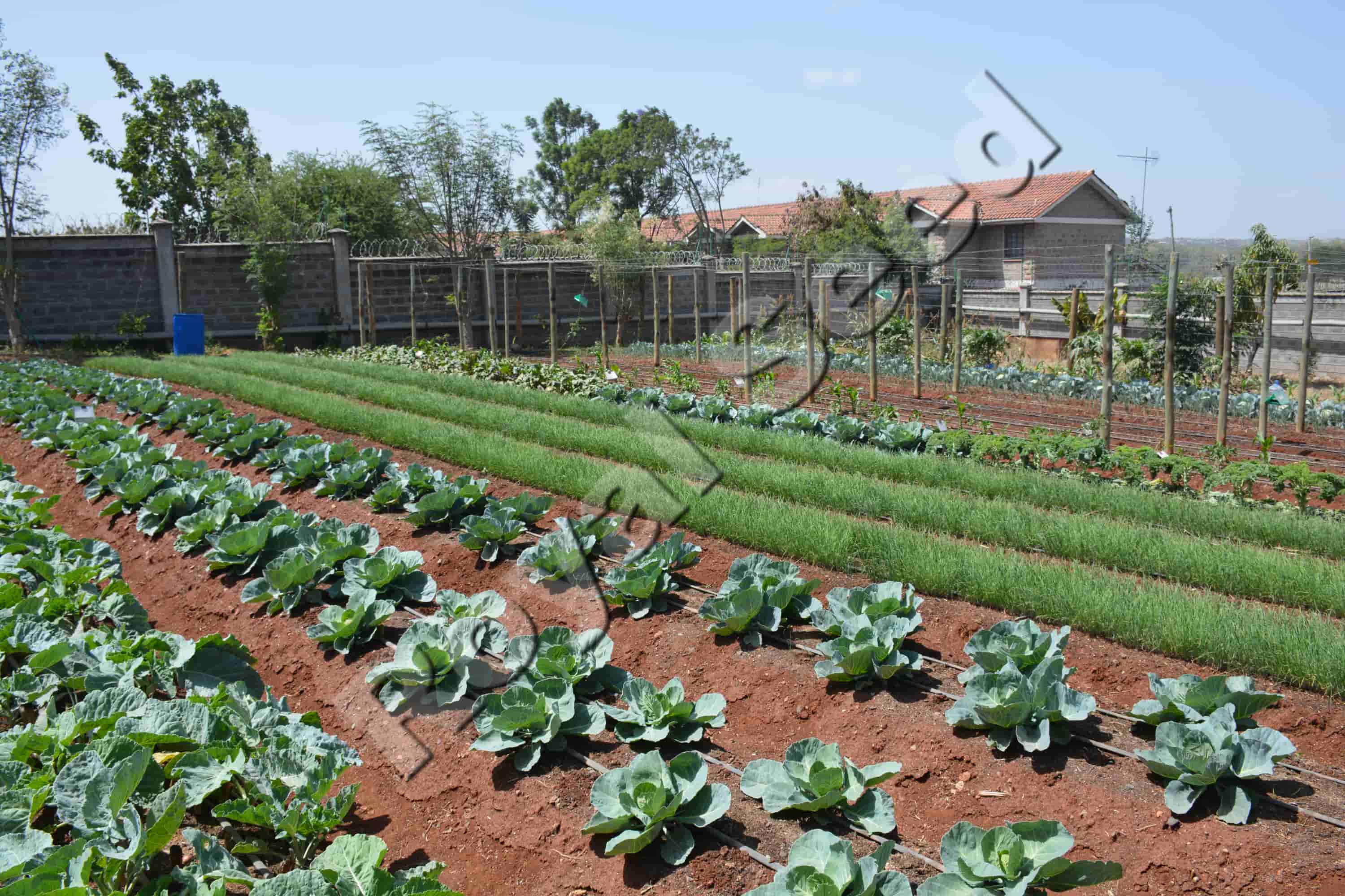 different plants on Trail farm at  Royal Seed Complex