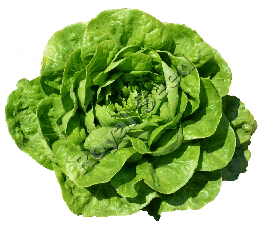 Lobela Lettuce variety from Royal Seed