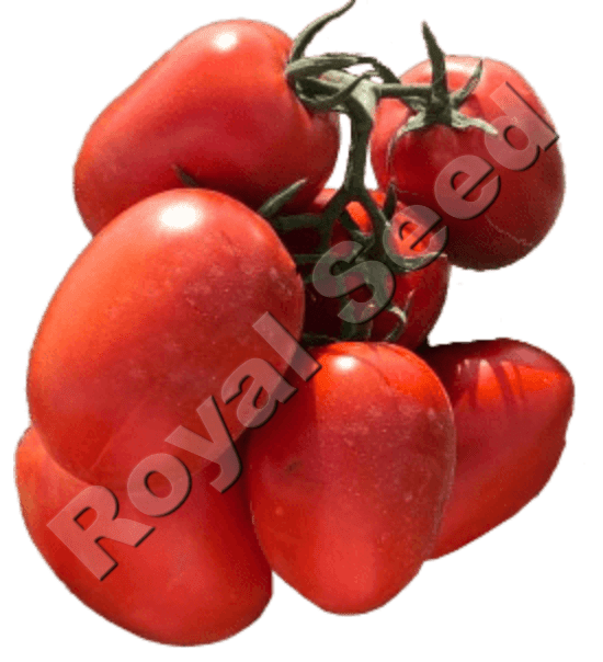 Rambo F1 determinate hybrid tomato with high Bacterial Wilt and Nematode tolerance