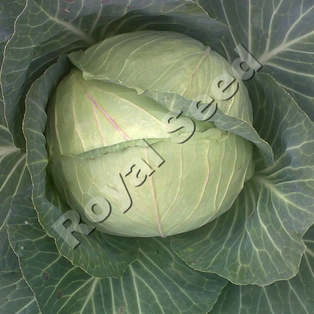 Cabbages
