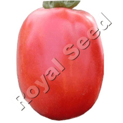 Sandokan F1 tomato variety from Royal Seed