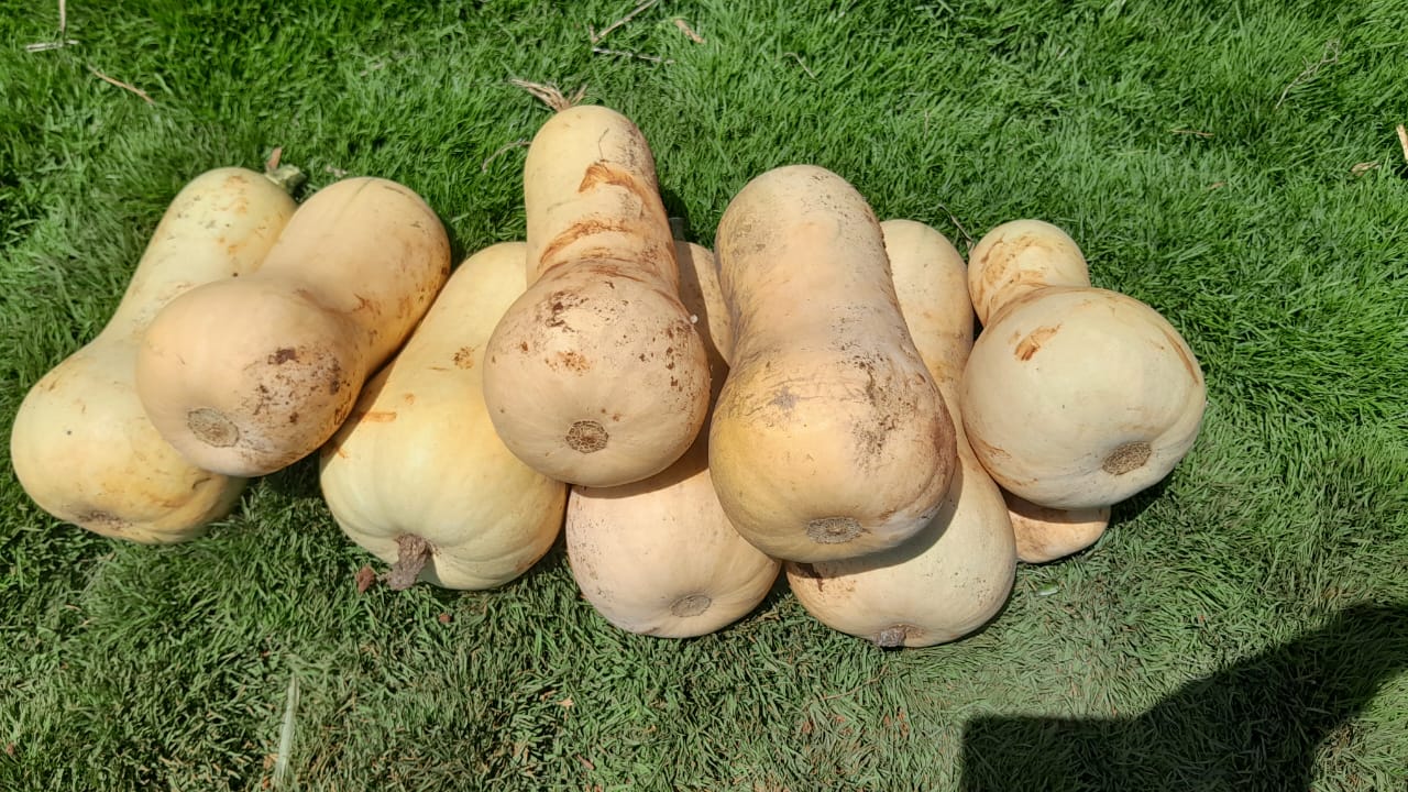 Atlas butternut harvest from farmer