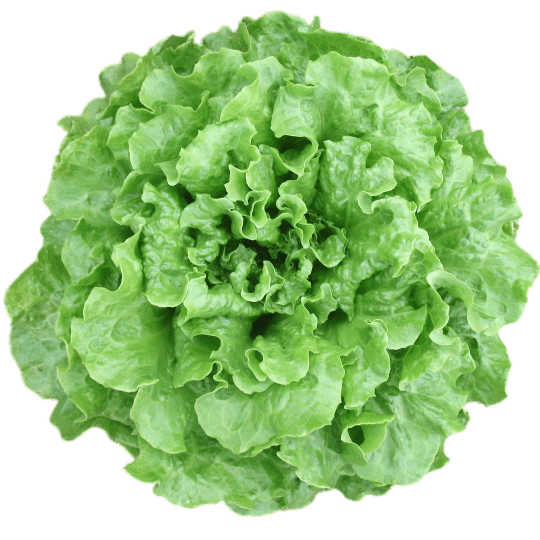 Caipira Lettuce variety from Royal Seed