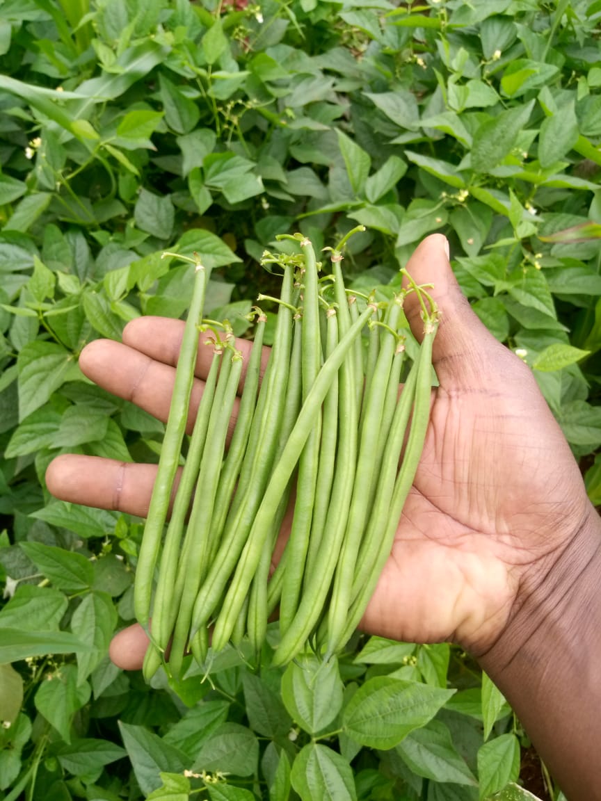 Moonstone  French Bean Variety from Royal Seed