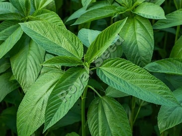 Jute Mallow Mrenda from Royal Seed’s Newest Offerings