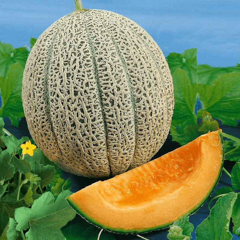 Cantaloupe Hales Best melon variety from Royal Seed