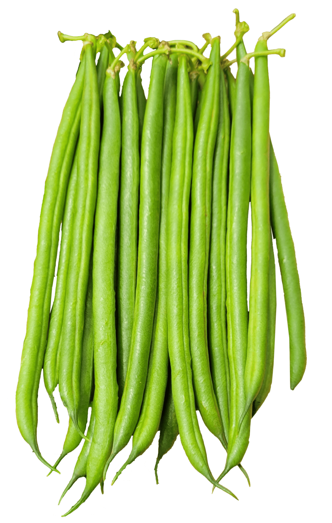 Seagull French Bean Variety from Royal Seed