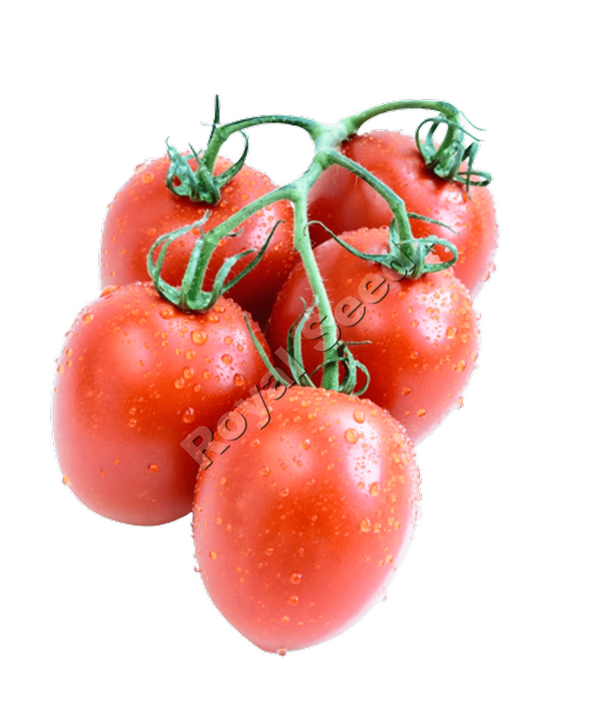 Tomato planting guide 