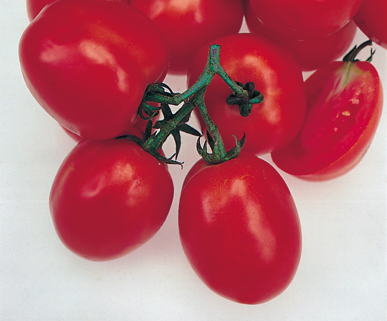 Oxly tomato variety from Royal Seed