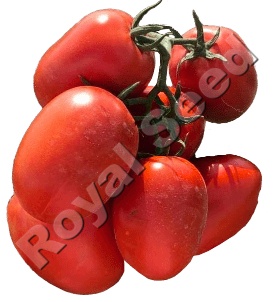 Rambo F1 tomato variety from Royal Seed