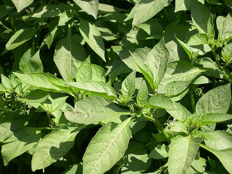 Black night shade  indigenous  variety from Royal Seed