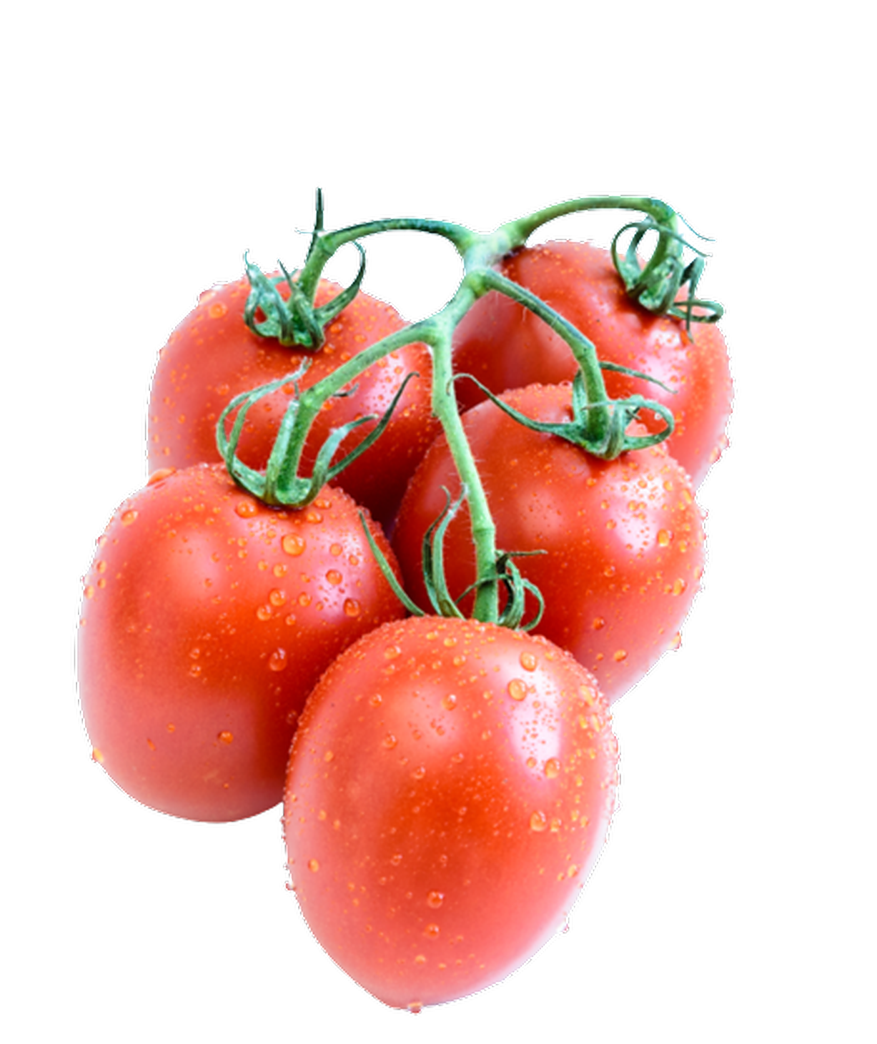 Susana F1 tomato variety from Royal Seed