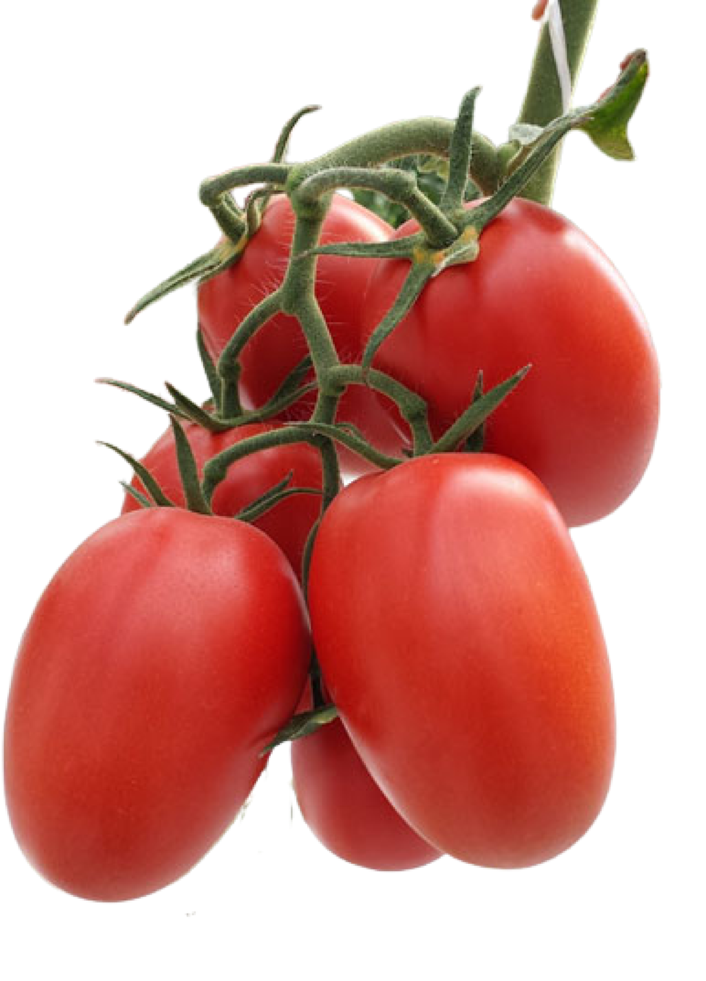 Royal 702 F1 tomato variety from Royal Seed