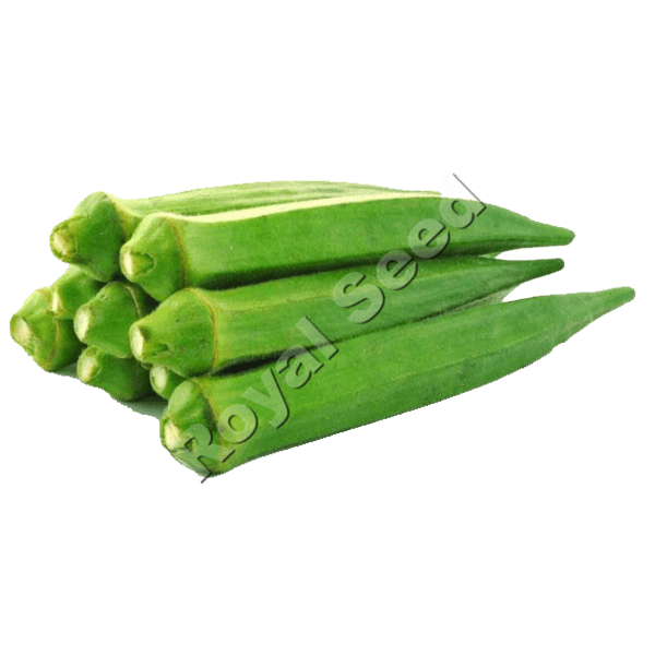 Green slender Pusa Sawani okra pods with YVMV tolerance