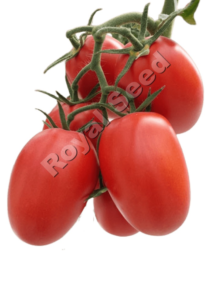 Royal 702 F1 tomato variety from Royal Seed