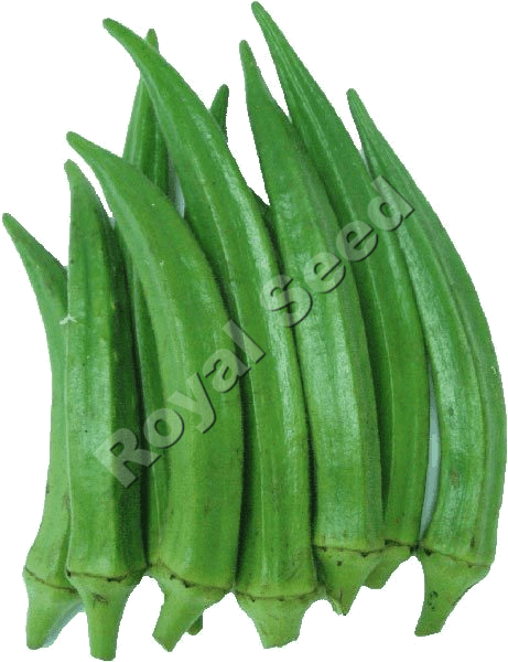 Straight tapered 5-angled rich green Okra Clemson Spinless pods