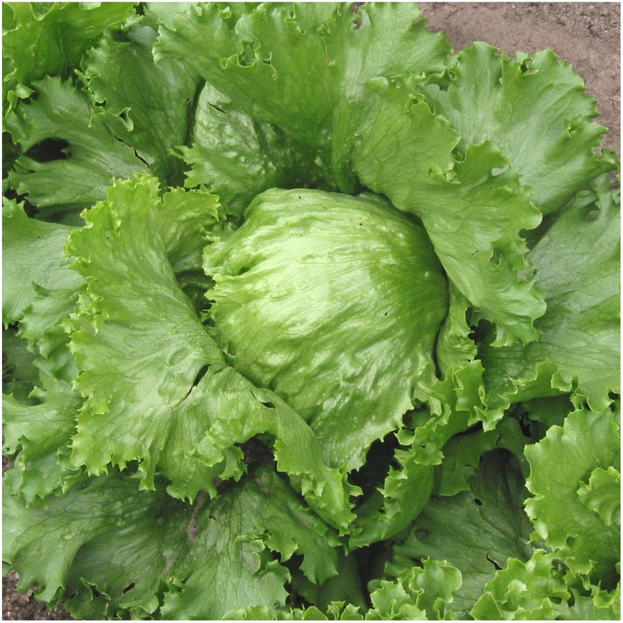 Great Lakes Lettuce variety for Royal Seed