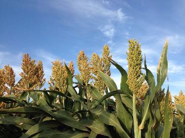 Sorghum forage variety from Royal Seed