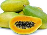 Sinta F1 papaya Variety from Royal Seed