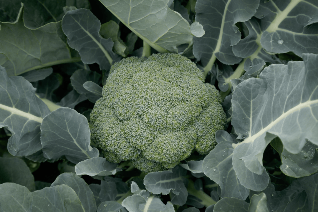 Green Pia F1 Broccoli Brassica variety from Royal Seed