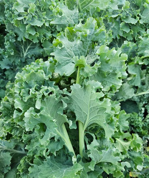Ethiopian Kale variety from Royal Seed